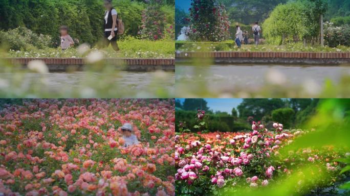 玫瑰园赏花游玩视频素材
