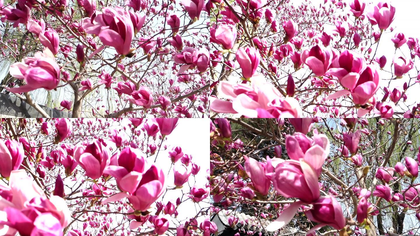 春风三月粉色玉兰花紫色玉兰