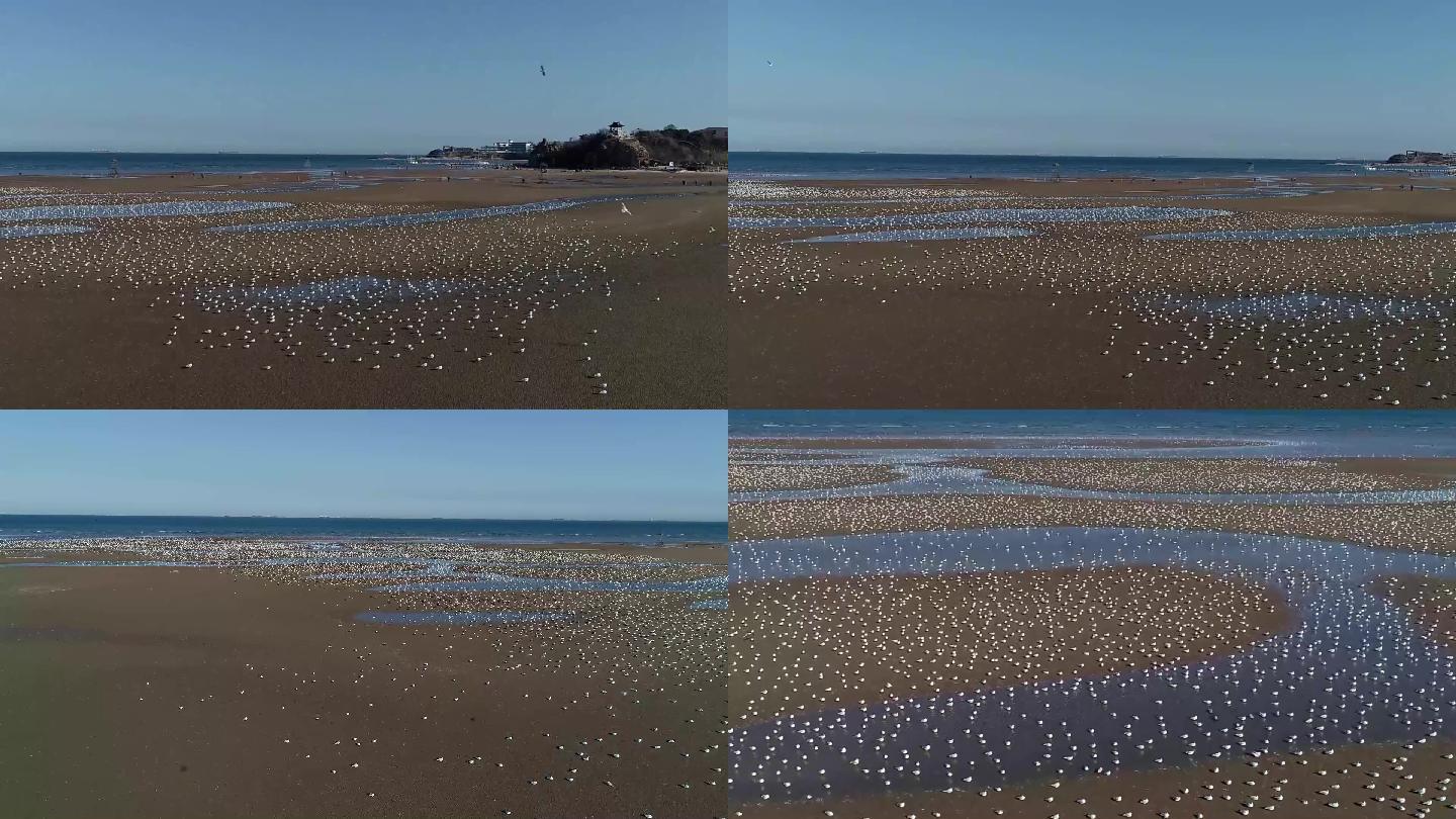 北戴河湿地海鸥