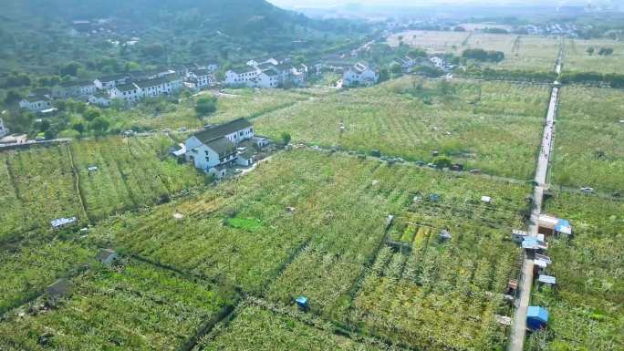 4K航拍梨花村落树山大阳山