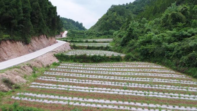 航拍贵州黔东南乡村种植业小树苗