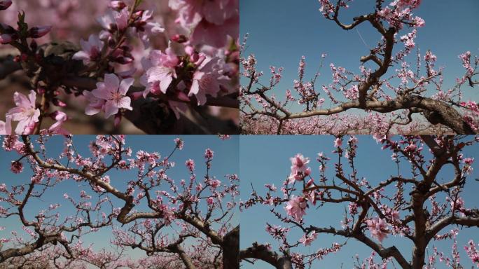 桃花林 小清新含苞待放春暖花开万物生长