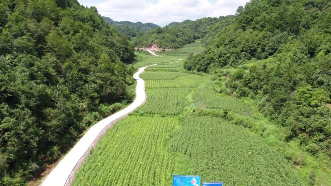 贵州黔东南乡村小米种植基地