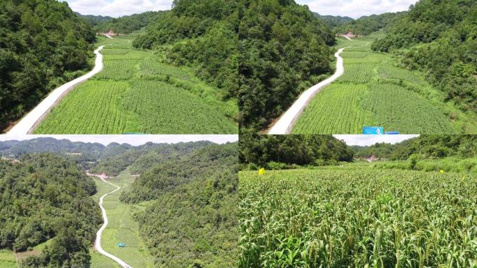 贵州黔东南乡村小米种植基地