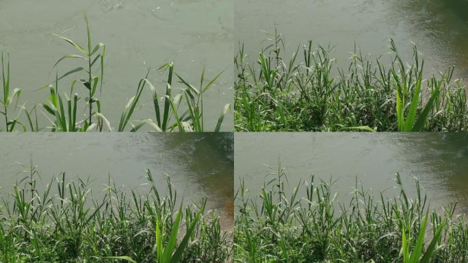河边湖边的芦苇