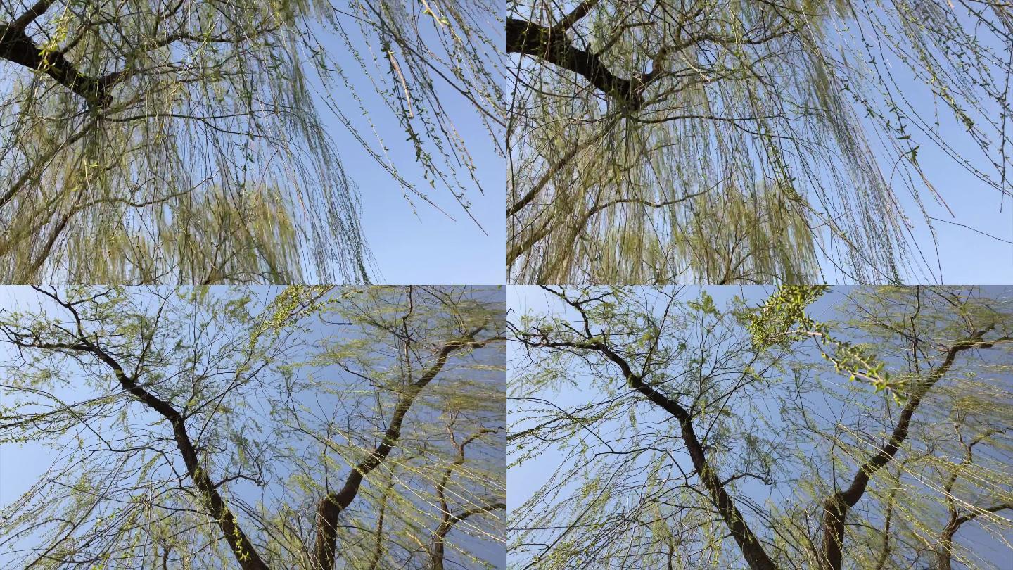 【原创】春天阳春三月柳树柳条絮万条垂下