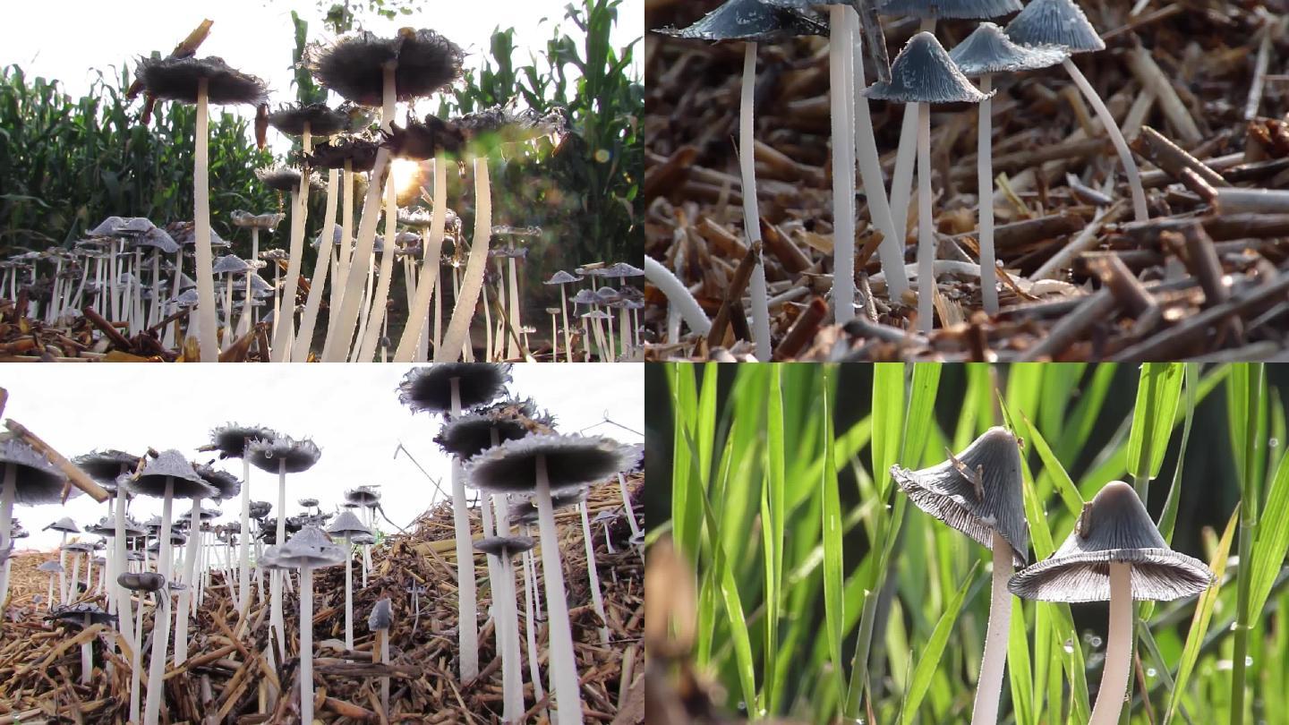 清新自然野生小伞蘑菇
