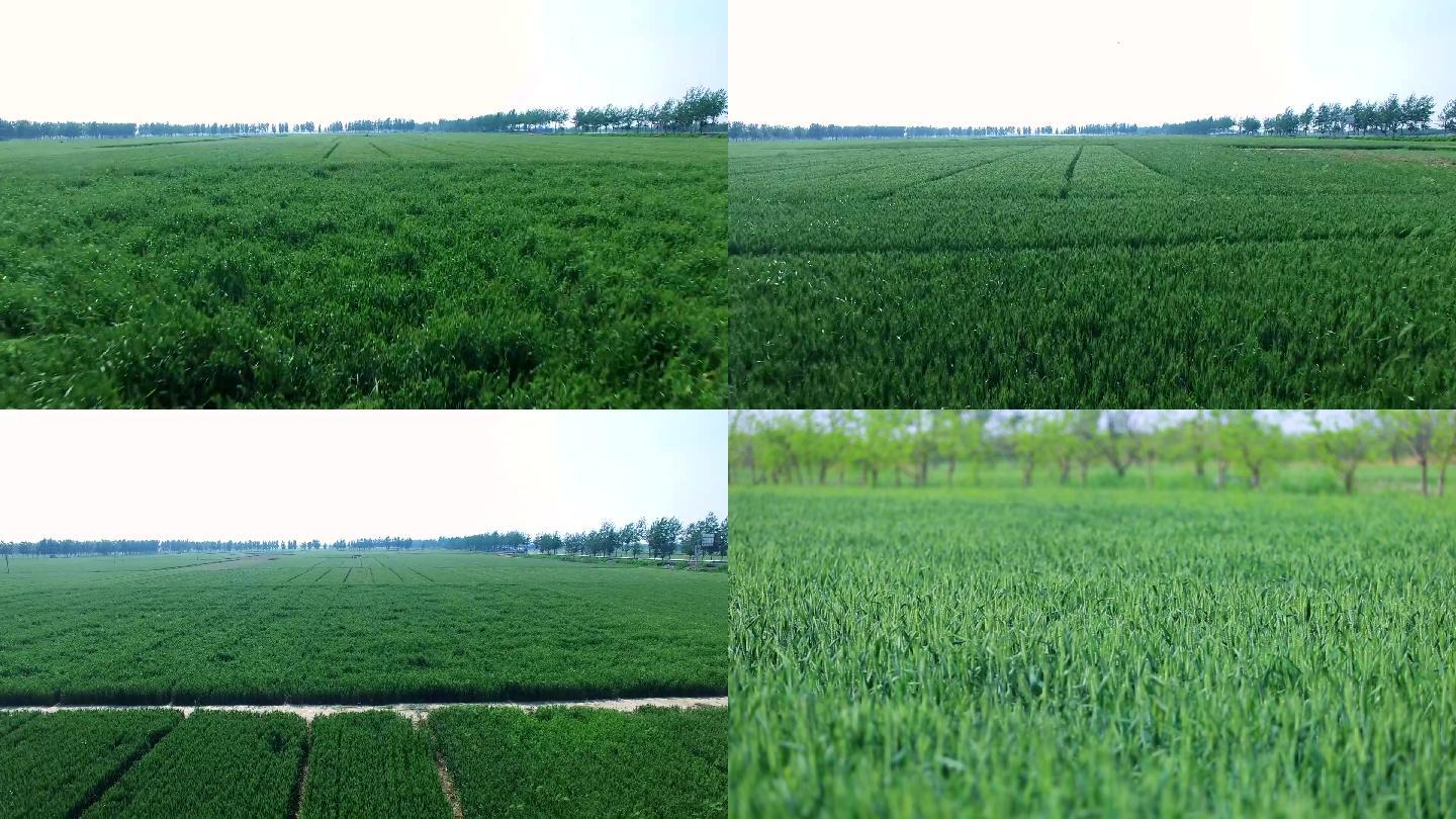 农业小麦浇水灌溉