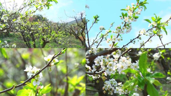 梨花高清实拍