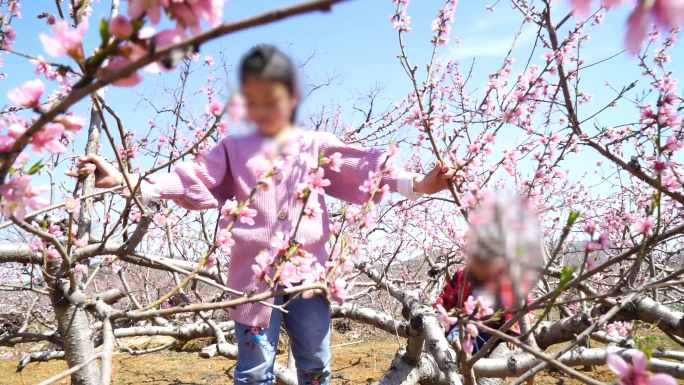 4K春天小孩子在桃花园里玩耍-山村乡村