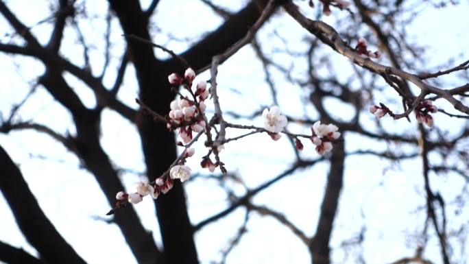 【原创】植物春天山桃花桃树种子