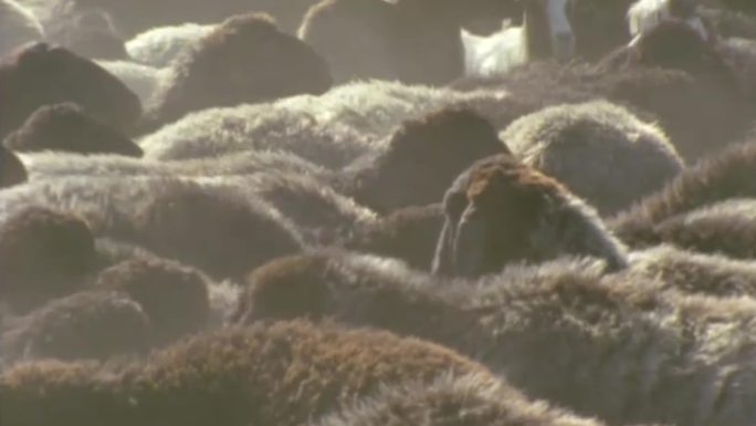 国营牧场羊群