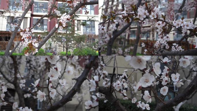【原创】樱花春天花朵小区楼下花园
