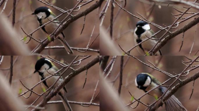 林中的小鸟-煤山雀