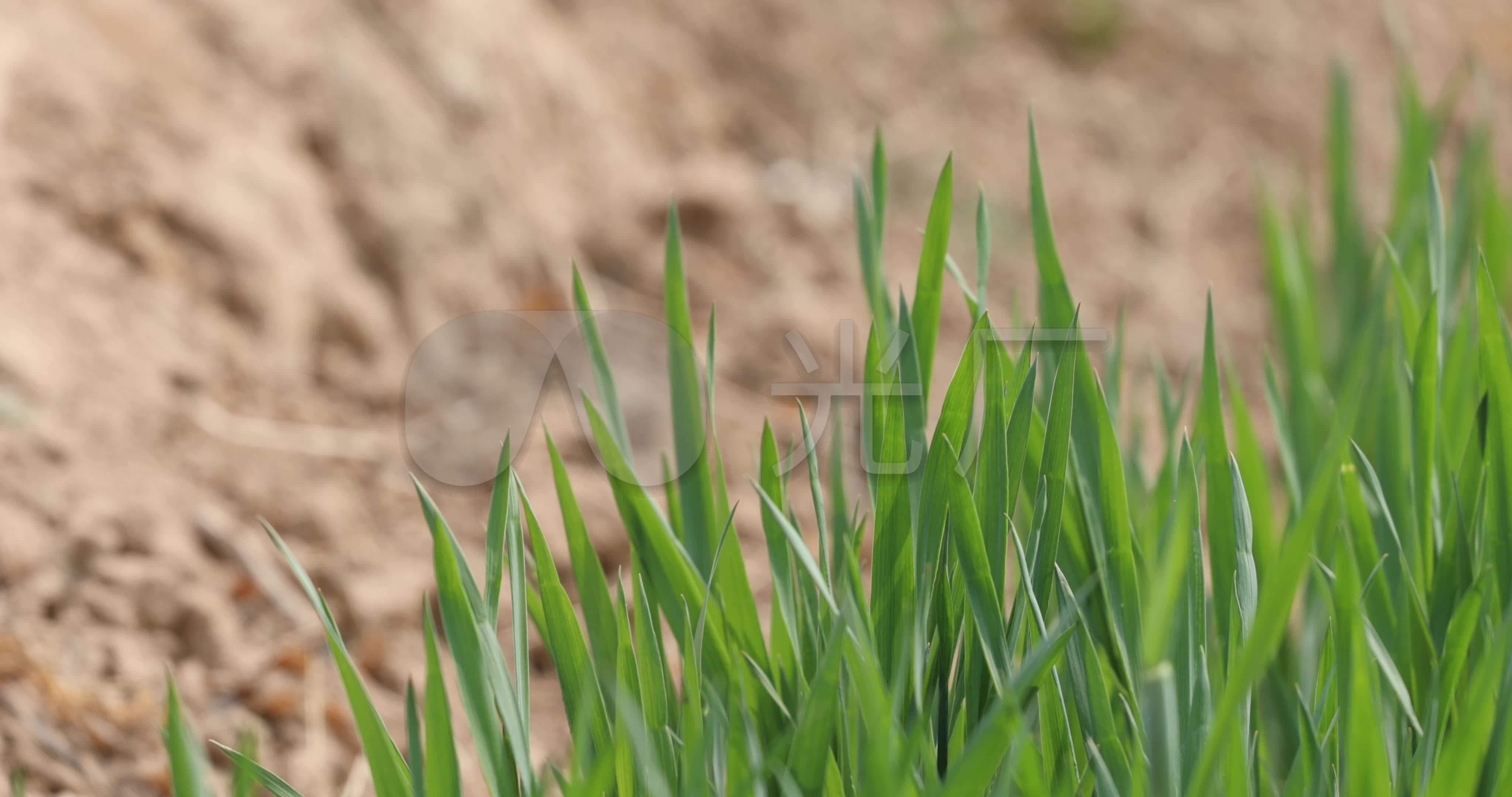 超过 6 张关于“Wheat Seedlings”和“麦苗”的免费图片 - Pixabay