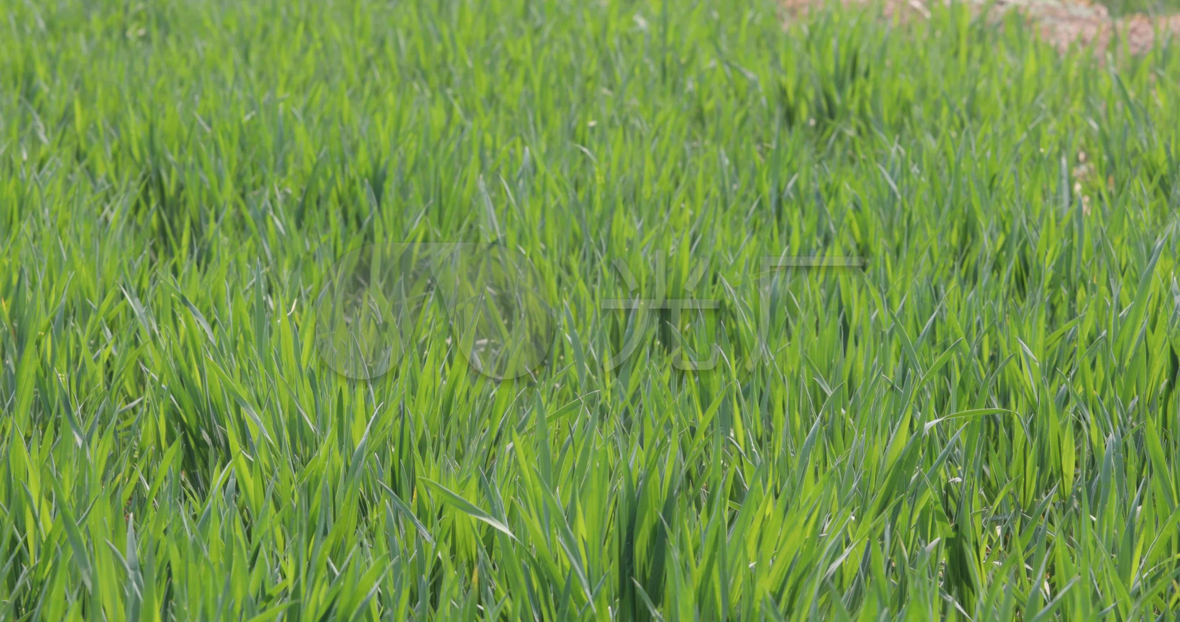 麦田 小麦 小麦的穗 穗 谷物 夏季 农业 粮食 绿色图片下载 - 觅知网