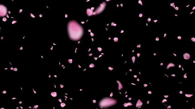 唯美花瓣粒子上升粉色4K循环