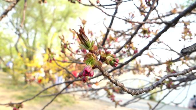 【原创】海棠花嫩叶花骨朵树枝