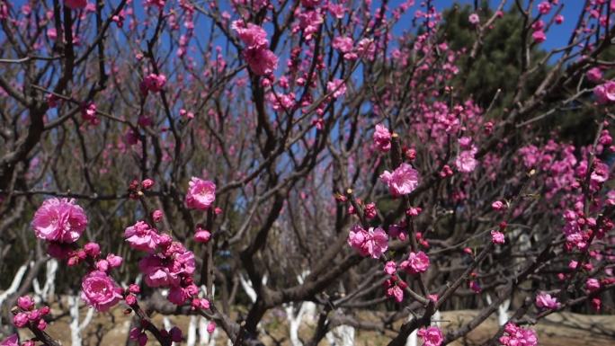 【原创】春游踏青赏花榆叶梅粉色花朵