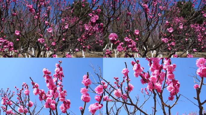 【原创】春游踏青赏花榆叶梅粉色花朵