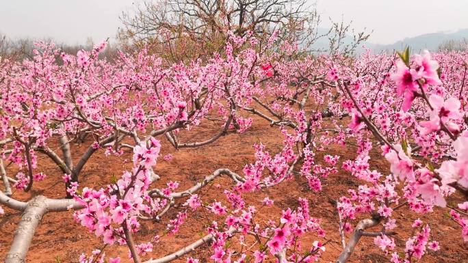 清明桃花开十里桃花