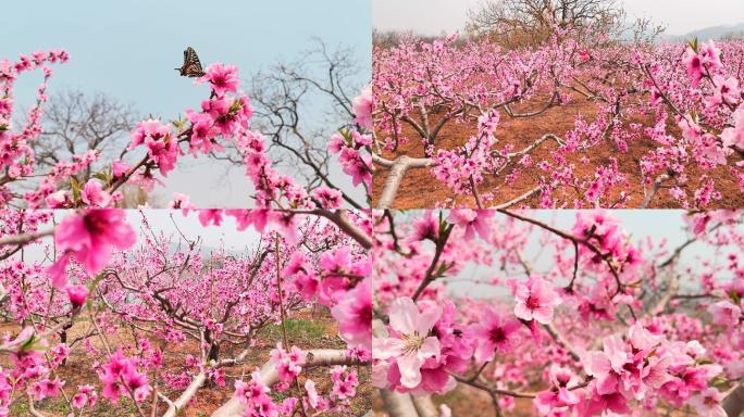 清明桃花开十里桃花