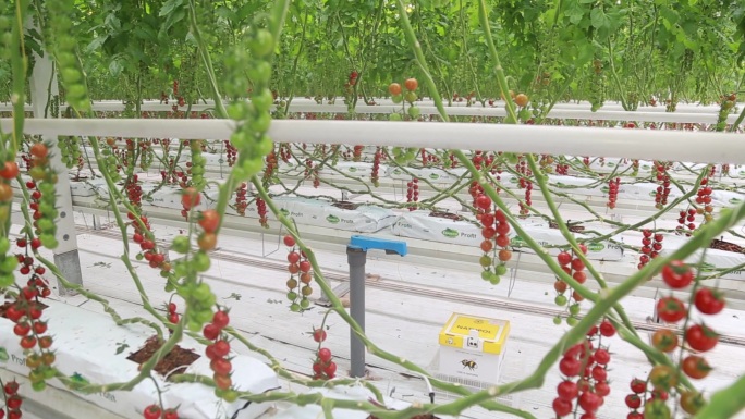 荷兰小番茄西红柿实拍视频