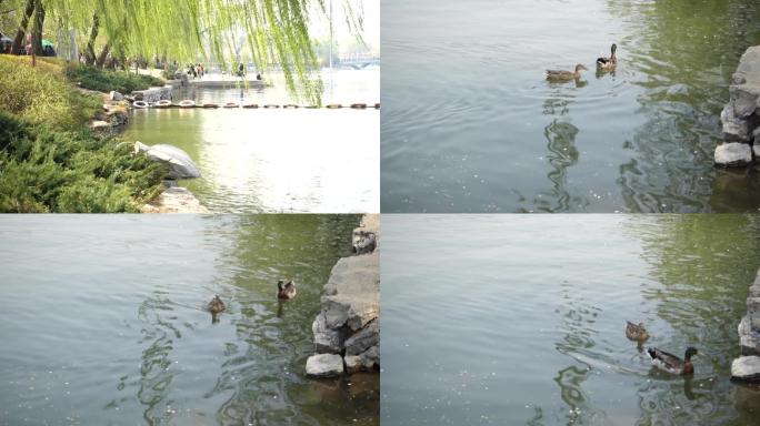 【原创】春天绿柳水岸河边鸭子出水上岸