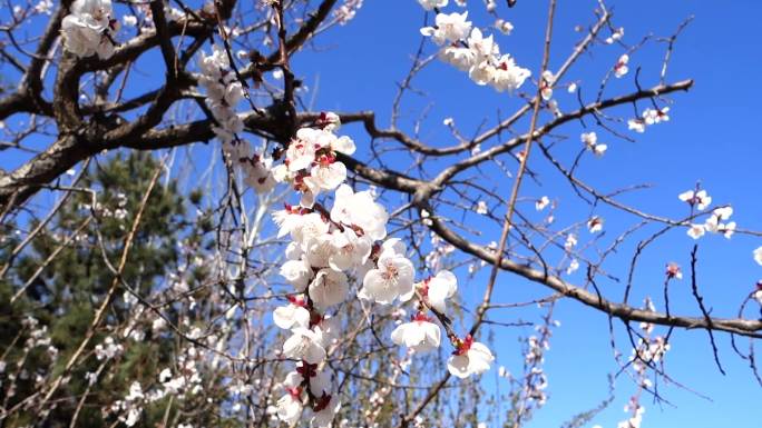 【原创】山桃花芳菲盛开春风吹拂