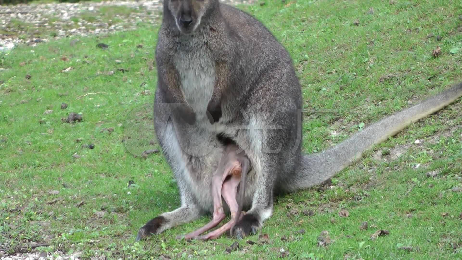 刚出生的小袋鼠钻到妈妈怀里视频素材