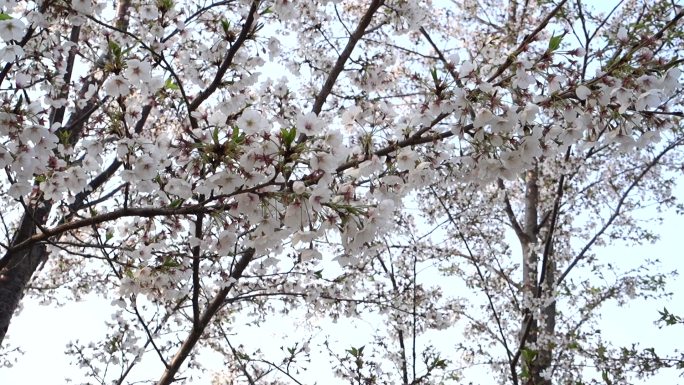 【原创】花瓣漂浮水面海棠花苞雪梨花