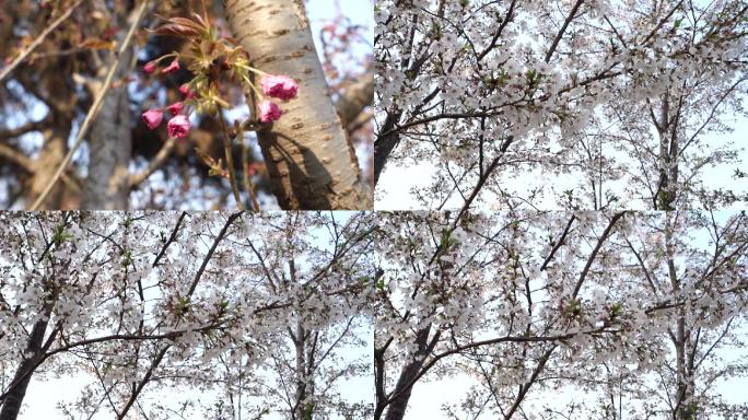 【原创】花瓣漂浮水面海棠花苞雪梨花