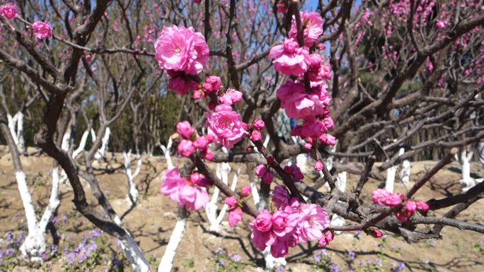 清明踏青旅游红梅花粉色