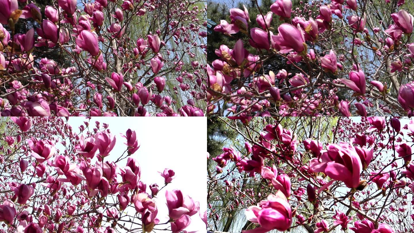 【原创】三月开放木兰科粉色白玉兰花国花