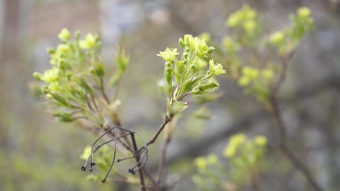 【原创】春花灿烂小黄花小绿花（升格）