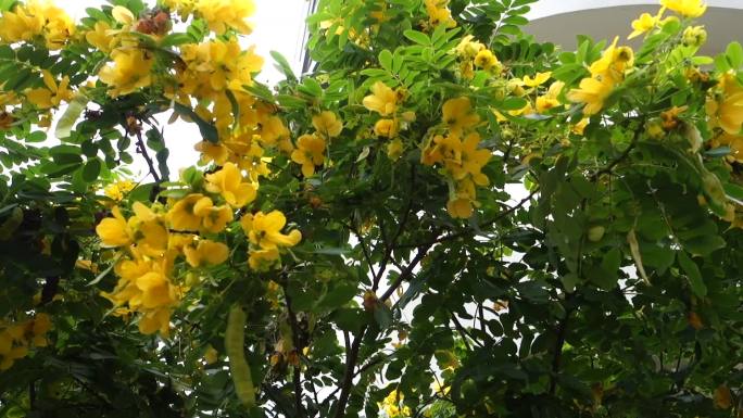 【原创】双荚决明植物花朵决明子花舞春花