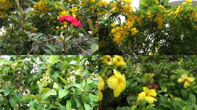 【原创】双荚决明植物花朵决明子花舞春花