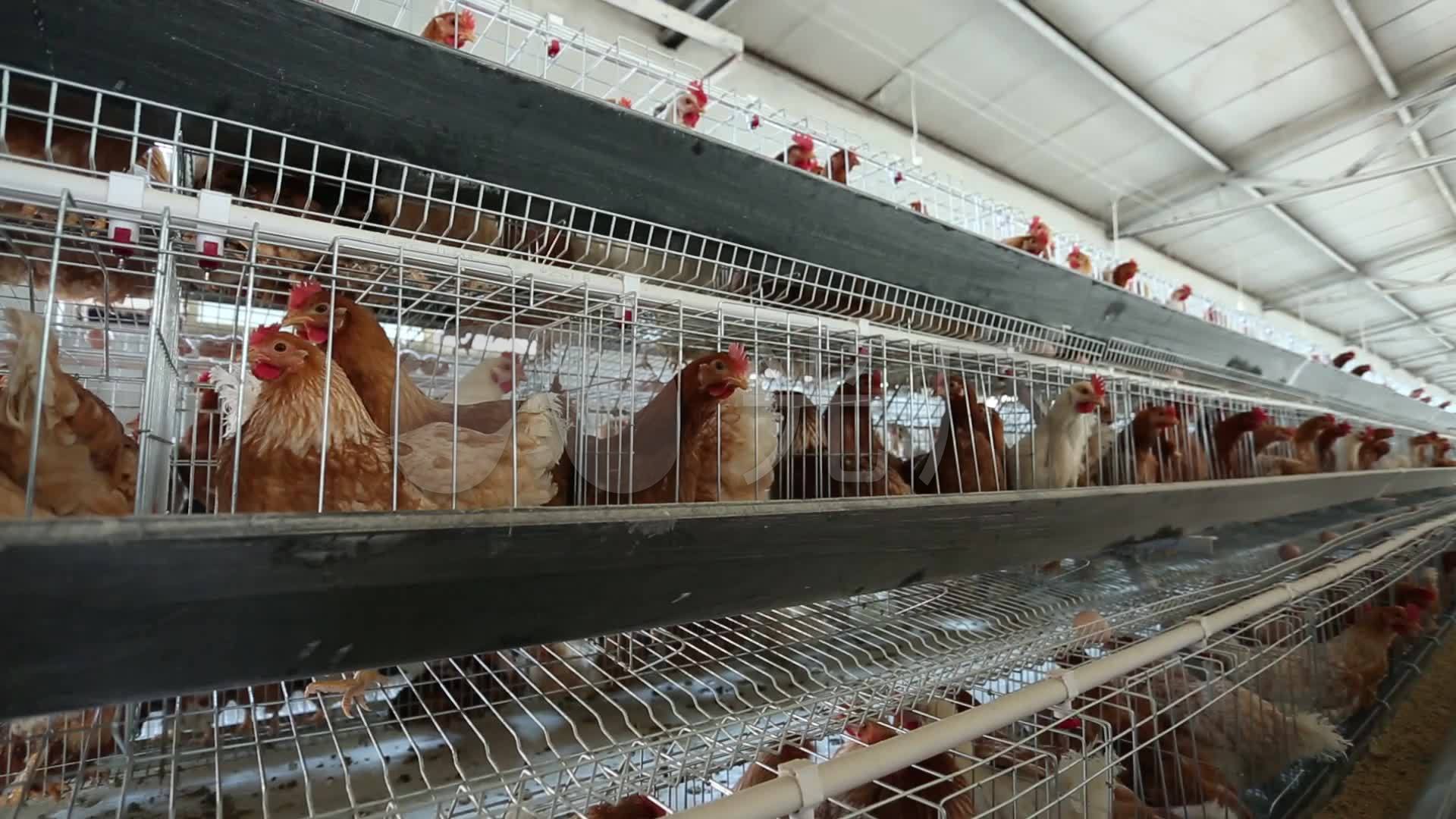 散养土鸡生产基地——江口种鸡场