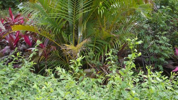 热带植物园马尾宾草层