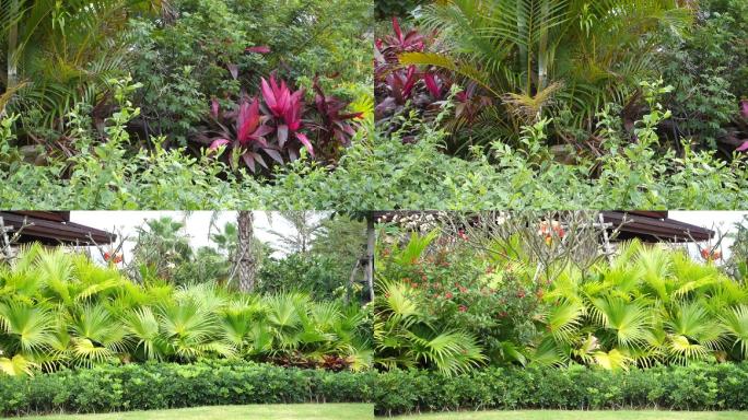 热带植物园马尾宾草层