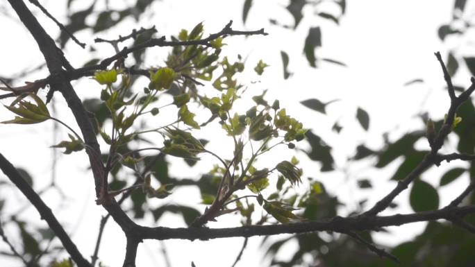 【原创】春花盛开艳阳高照（升格）