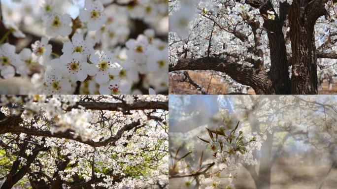 百年梨花