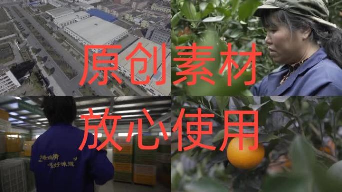 【高清原创】湖南永兴冰糖橙航拍采摘