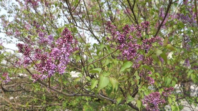 【原创】紫色小花紫丁香花香四溢朵朵盛开