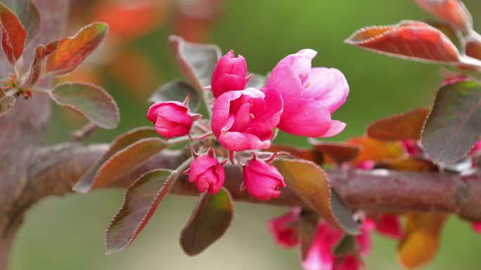 【原创】4k奥森公园粉色花朵海棠