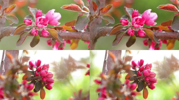 【原创】4k奥森公园粉色花朵海棠