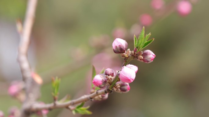 4k浅粉山桃花含苞待放花骨朵