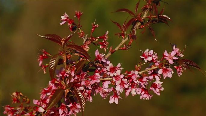 樱花野生樱花