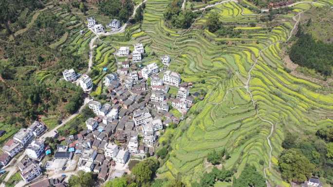 婺源江岭油菜花梯田航拍4K