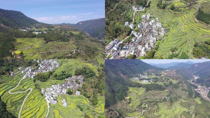 婺源江岭油菜花梯田航拍4K